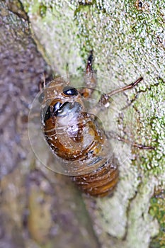 The larva of a cicada