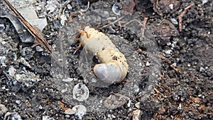 Larva of cockchafer on the ground.