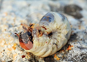 Larva of cockchafer (Melolontha)