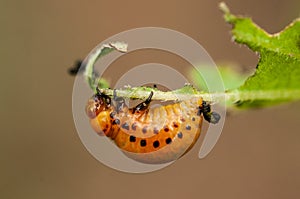 Larva of the Colorado beetle - leptinotarsa decemlineata - potato agriculture