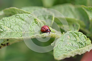 Larva of a Colorado potato beetle Leptinotarsa decemlineata