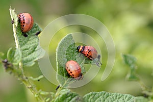 Larva of a Colorado potato beetle Leptinotarsa decemlineata