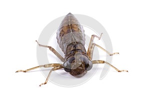 Larva of dragonfly isolated on white