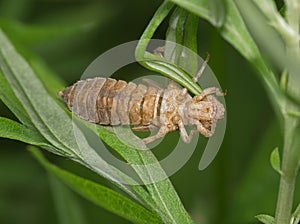 Larva of a dragonfly after a molt