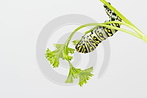 Larva eating leaf with white background