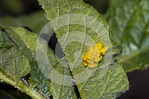 Larva eggs of Colorado potato beetle on potato leaves