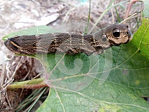 Larva elephant hawk moth Deilephila elpenor eats a green leaf of grapes