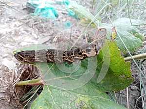 Larva elephant hawk moth Deilephila elpenor eats a green leaf of grapes