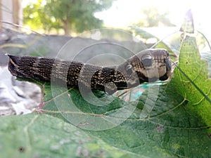 Larva elephant hawk moth Deilephila elpenor eats a green leaf of grapes