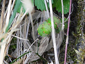 larva of emperor month Caterpillar green with orange dots