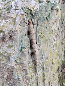 Larva epidoptera kamuflase