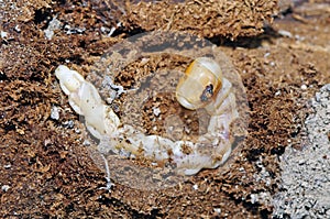 Larva of Flatheaded woodborer(Capnodis tenebrionis)