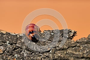 Larva of a goat moth on the bark of a tree