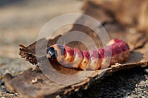 Larva of a goat moth on the bark of a tree
