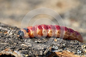 Larva of a goat moth on the bark of a tree