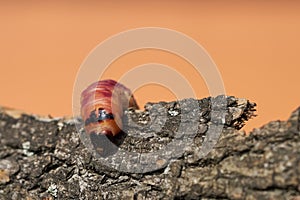 Larva of a goat moth Cossus Cossus