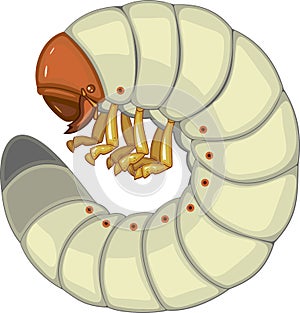 Larva grub of cockchafer or May bug photo