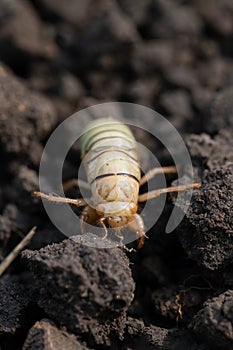 larva of Gryllotalpa gryllotalpa or European mole cricket digging ground in close up