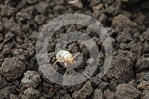 larva of Gryllotalpa gryllotalpa or European mole cricket digging ground in close up