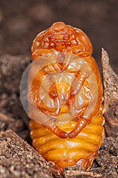 Larva of Gryllotalpidae - dangerous pest of the root system of vegetables. Close up macro stacking image