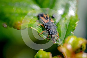 Larva of a Harlequin ladybird, Harmonia axyridis, eating an aphid