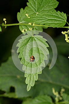 Larva of a Harlequin Ladybug on a nettle leaf in the forest