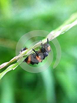 Larva of Harmonia sp. a lady beetle