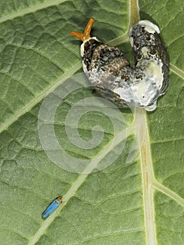 Larva of Heraclides thoas neacles