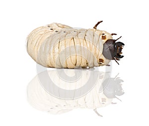 Larva of a Hercules beetle Dynastes hercules