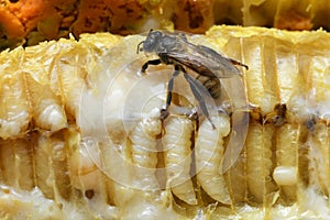 Larva Honey Bee in beehive.