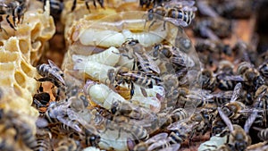 Larva Honey Bee and bees in Bee hive