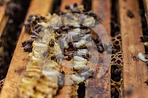 Larva Honey Bee and bees in Bee hive