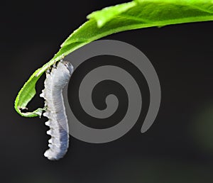 Larva Hymenoptera photo