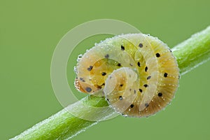 Larva of Hymenoptera on a plant