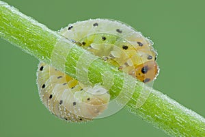 Larva of Hymenoptera on plant photo
