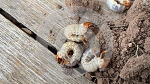 The larva of important pest of plant, grub of May beetle Common Cockchafer or May Bug Melolontha melolontha, close up of