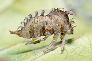 The larva of an insect with the name of the buffalo treehopper.