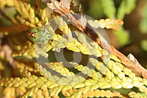 Larva of the juniper shield bug (Cyphostethus tristriatus) sitting on conifer