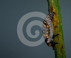 Larva of lady beetle, selective focus