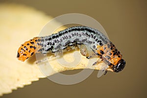 Larva of Large Willow Sawfly or Nematus salicis