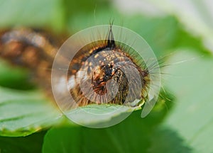 The larva of lasiocampidae herbal