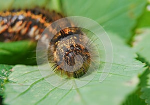 The larva of lasiocampidae herbal