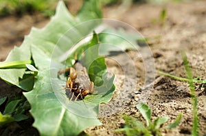 Larva of the May beetle!