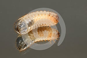 Larva of a may beetle