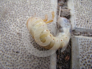 Larva of the may beetle