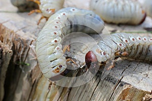 The larva of the may beetle