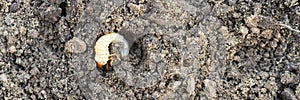 the larva of the may beetle or cockchafer bug on the loosened soil spring in the garden. banner.