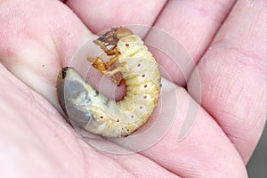 The larva of the May beetle Common Cockchafer or May Bug Melolontha melolontha. Grubs are important pest of plants.