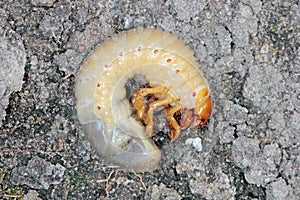 The larva of the May beetle Common Cockchafer or May Bug Melolontha melolontha. Grubs are important pest of plants.