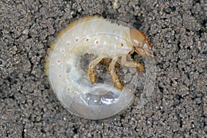 The larva of the May beetle Common Cockchafer or May Bug Melolontha melolontha. Grubs are important pest of plants.